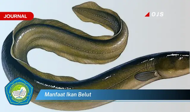 manfaat ikan belut