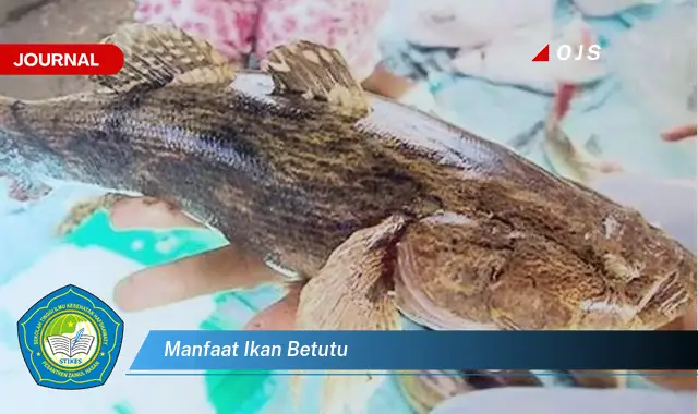 manfaat ikan betutu