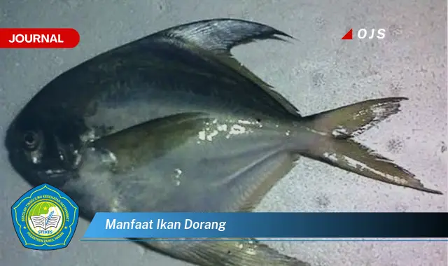 manfaat ikan dorang