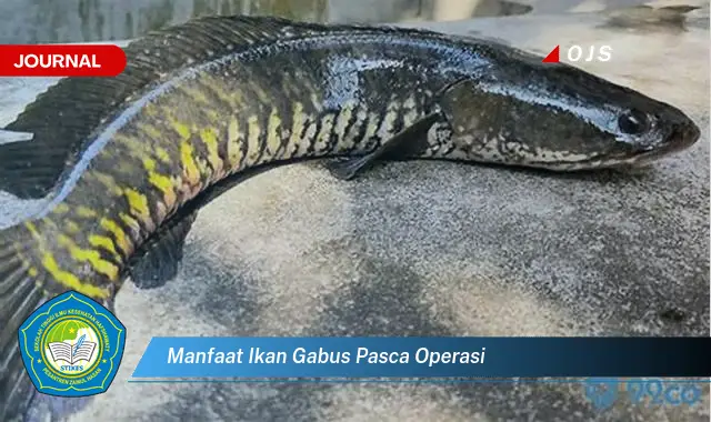 manfaat ikan gabus pasca operasi