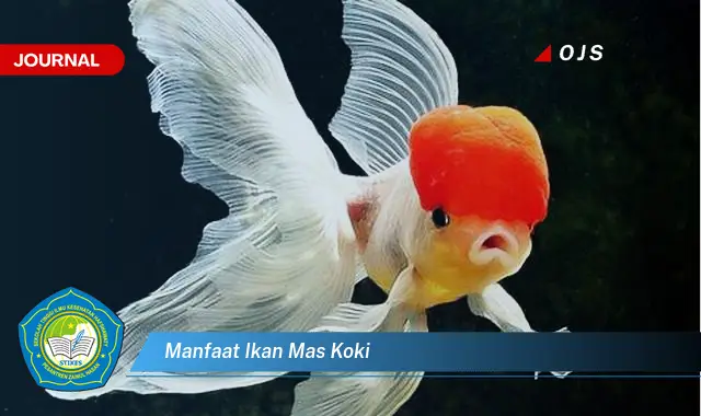 manfaat ikan mas koki manfaat ikan mas koki