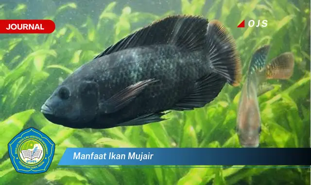 manfaat ikan mujair