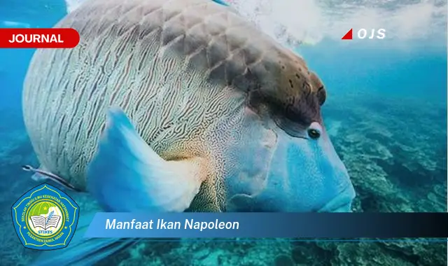 manfaat ikan napoleon