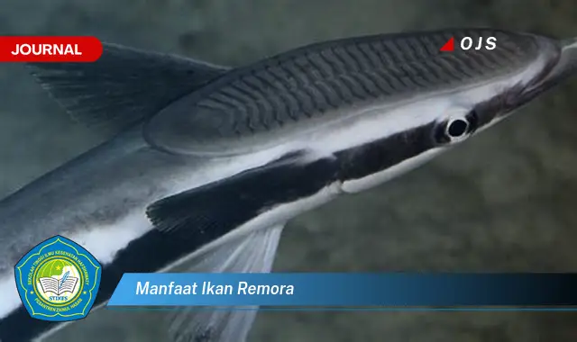 manfaat ikan remora manfaat ikan remora