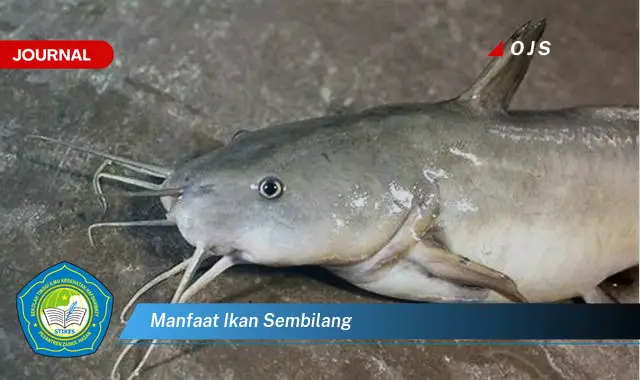 manfaat ikan sembilang