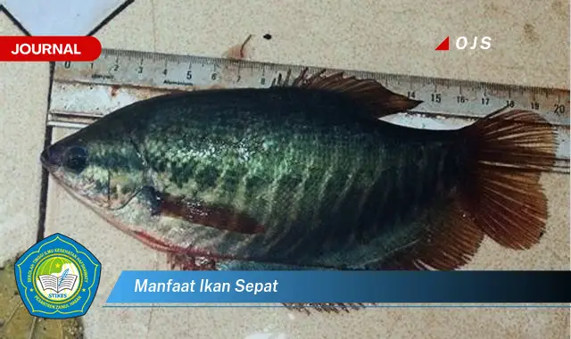 manfaat ikan sepat