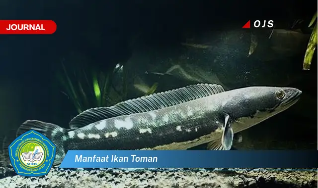 manfaat ikan toman manfaat ikan toman