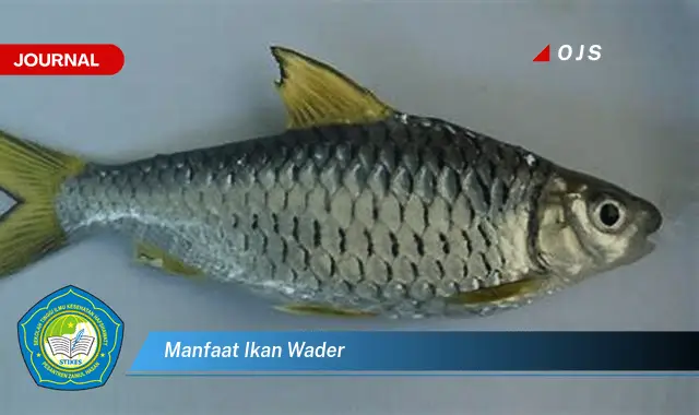 manfaat ikan wader