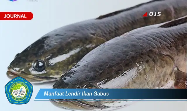manfaat lendir ikan gabus manfaat lendir ikan gabus