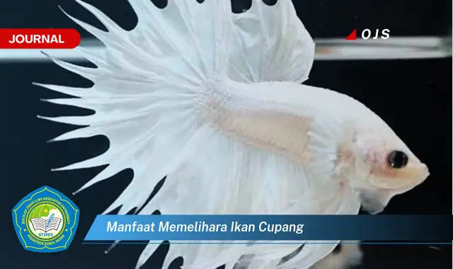 manfaat memelihara ikan cupang manfaat memelihara ikan cupang