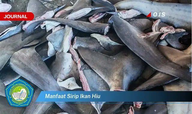 manfaat sirip ikan hiu