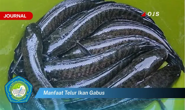 manfaat telur ikan gabus manfaat telur ikan gabus