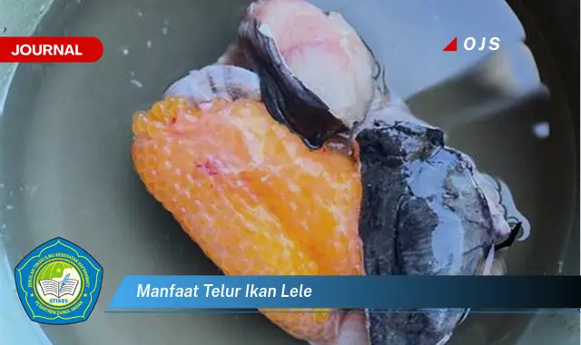 manfaat telur ikan lele