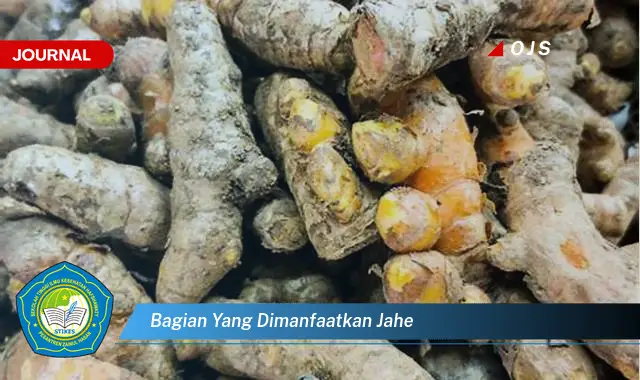 bagian yang dimanfaatkan jahe