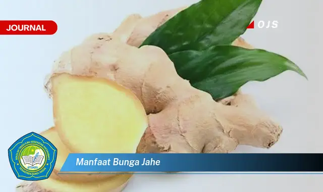 manfaat bunga jahe manfaat bunga jahe