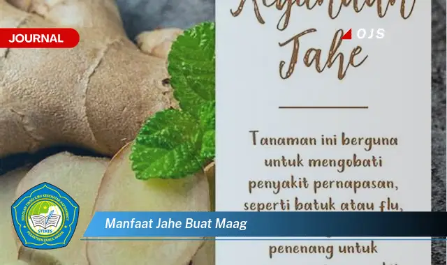 manfaat jahe buat maag