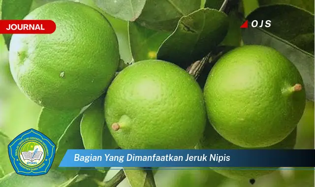 bagian yang dimanfaatkan jeruk nipis