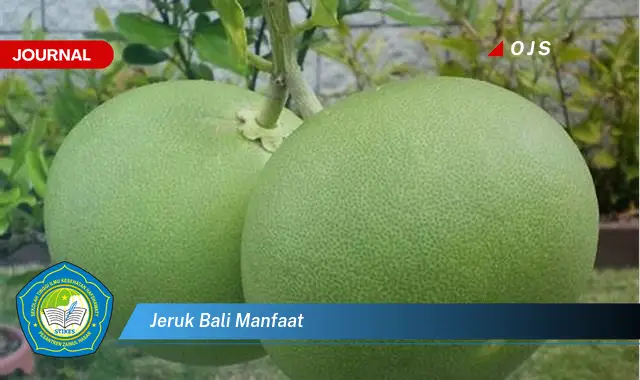 jeruk bali manfaat