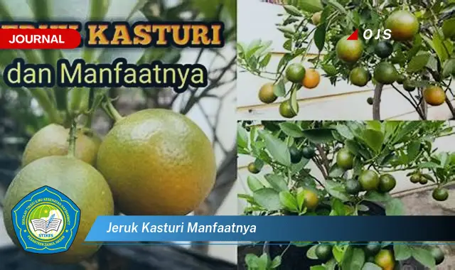 jeruk kasturi manfaatnya