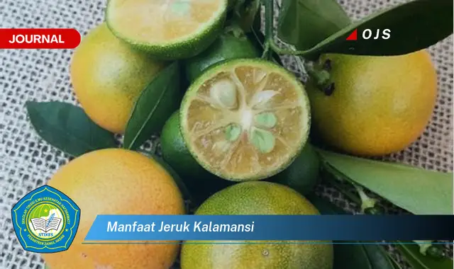 manfaat jeruk kalamansi manfaat jeruk kalamansi