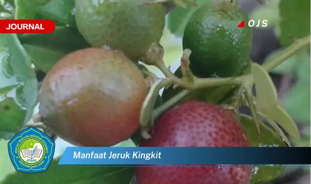manfaat jeruk kingkit