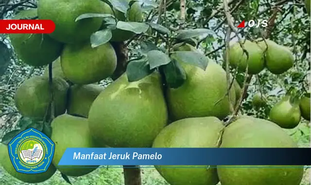 manfaat jeruk pamelo