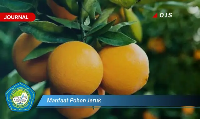 manfaat pohon jeruk manfaat pohon jeruk