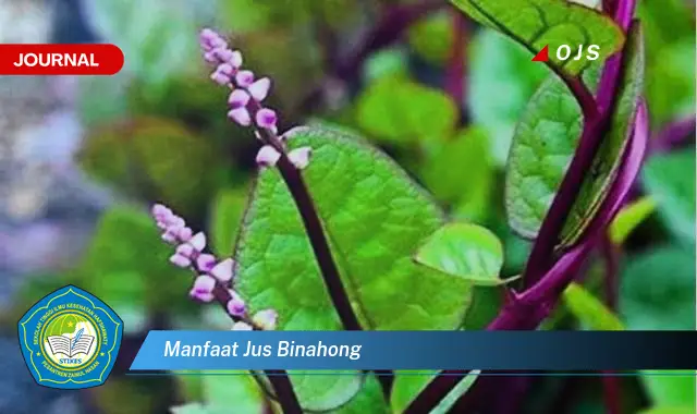 manfaat jus binahong manfaat jus binahong