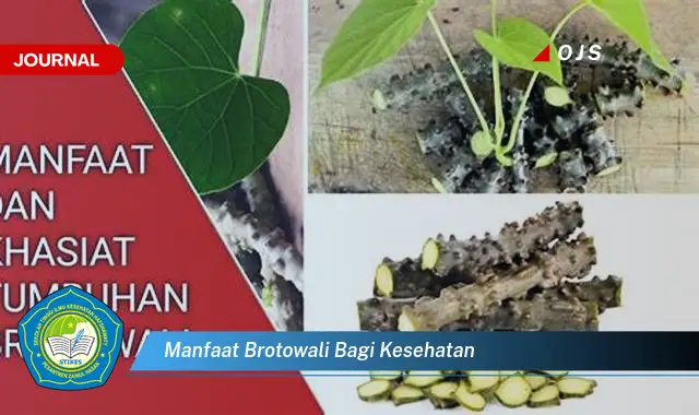 manfaat brotowali bagi kesehatan