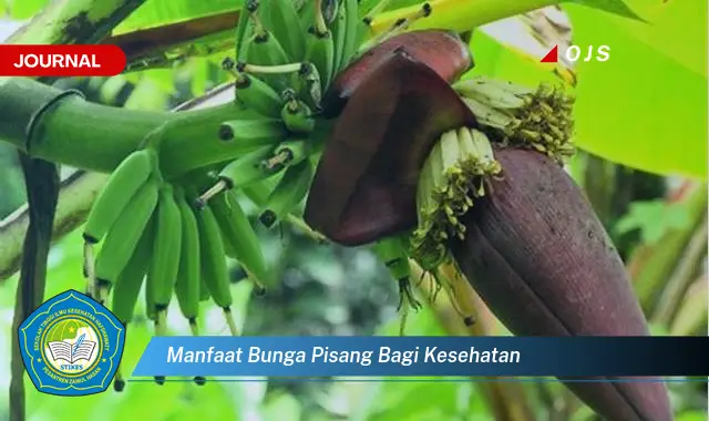 manfaat bunga pisang bagi kesehatan manfaat bunga pisang bagi kesehatan
