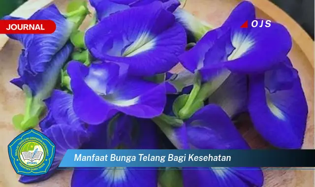 manfaat bunga telang bagi kesehatan manfaat bunga telang bagi kesehatan