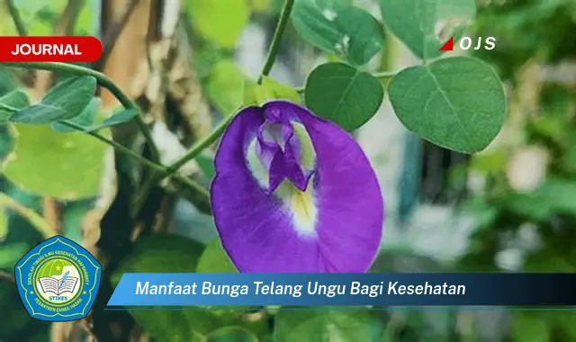 manfaat bunga telang ungu bagi kesehatan manfaat bunga telang ungu bagi kesehatan