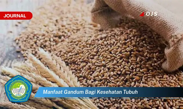 manfaat gandum bagi kesehatan tubuh manfaat gandum bagi kesehatan tubuh