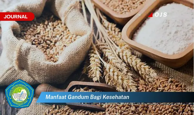manfaat gandum bagi kesehatan manfaat gandum bagi kesehatan