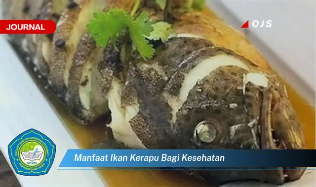 manfaat ikan kerapu bagi kesehatan