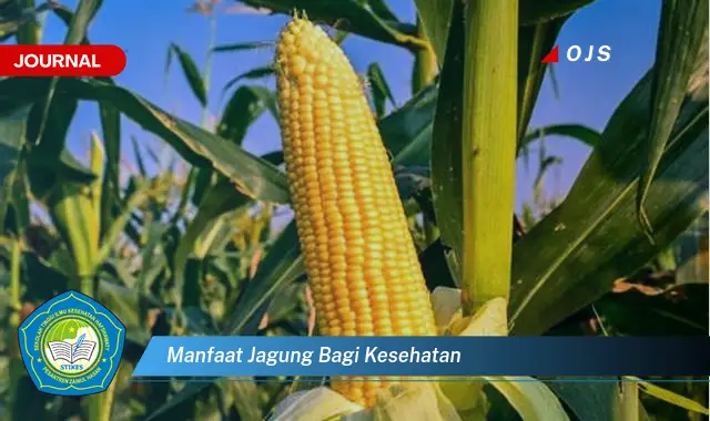 manfaat jagung bagi kesehatan manfaat jagung bagi kesehatan
