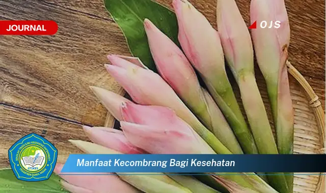 manfaat kecombrang bagi kesehatan