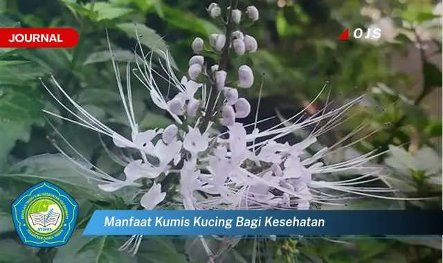 manfaat kumis kucing bagi kesehatan