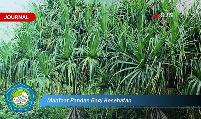 manfaat pandan bagi kesehatan manfaat pandan bagi kesehatan