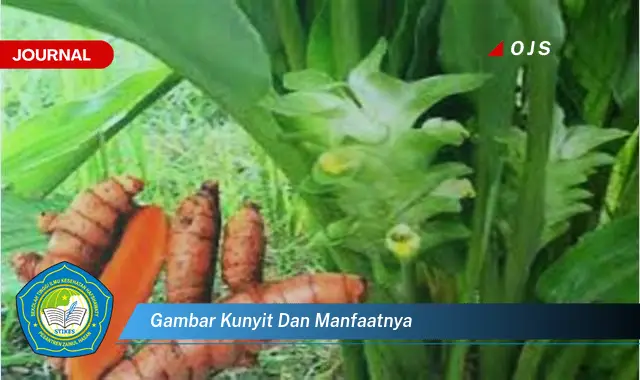 gambar kunyit dan manfaatnya