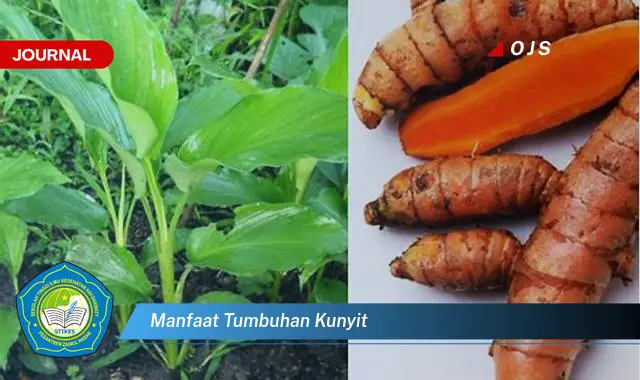 manfaat tumbuhan kunyit