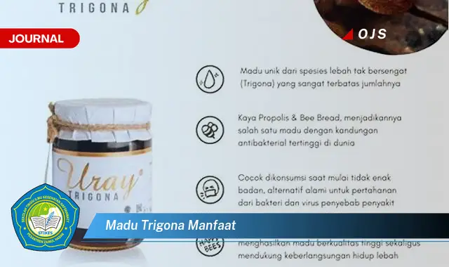 madu trigona manfaat