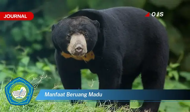 Intip 6 Manfaat Beruang Madu yang Jarang Diketahui - E-Journal
