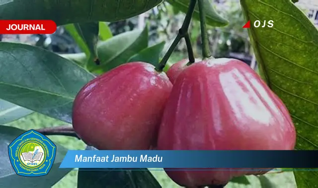 Intip 6 Manfaat Jambu Madu yang bikin Kamu Penasaran - E-Journal