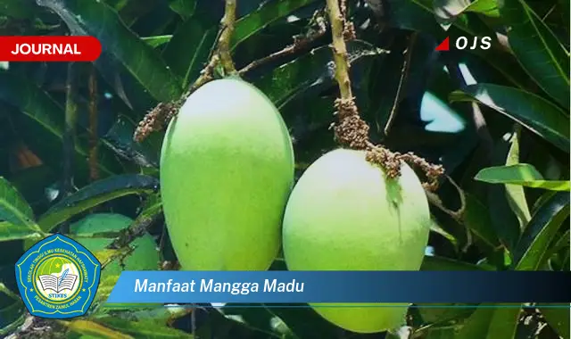 manfaat mangga madu manfaat mangga madu
