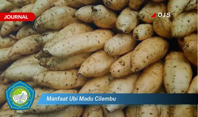 manfaat ubi madu cilembu manfaat ubi madu cilembu