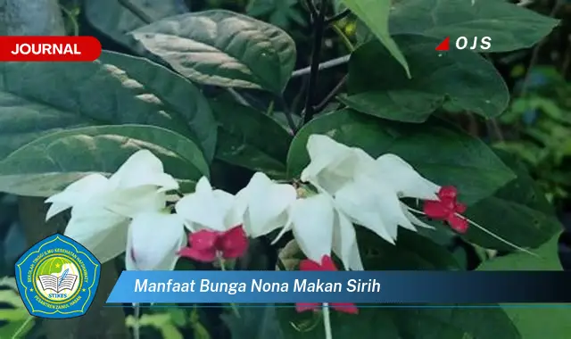 manfaat bunga nona makan sirih