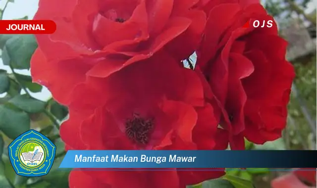 manfaat makan bunga mawar