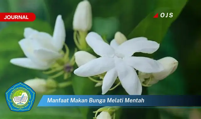 manfaat makan bunga melati mentah manfaat makan bunga melati mentah