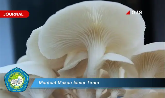 manfaat makan jamur tiram manfaat makan jamur tiram